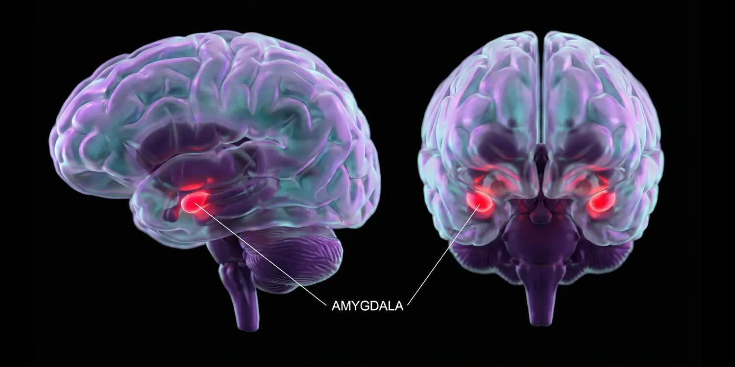 Amigdala mărită semnalează un tip specific de anxietate socială la autism