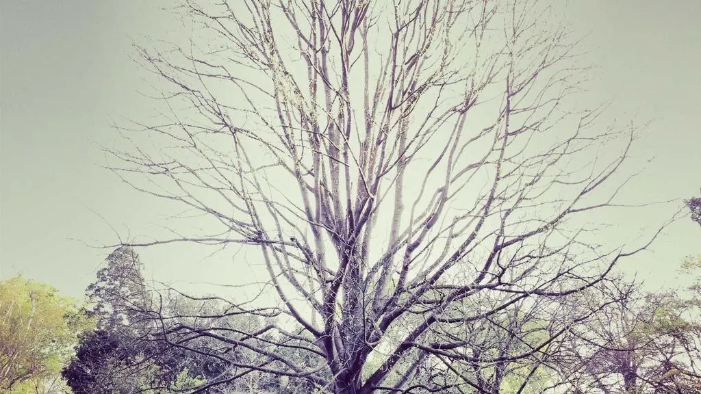 Un studiu de 11 ani leagă utilizarea rețelelor sociale de creșterea depresiei la adulți din SUA