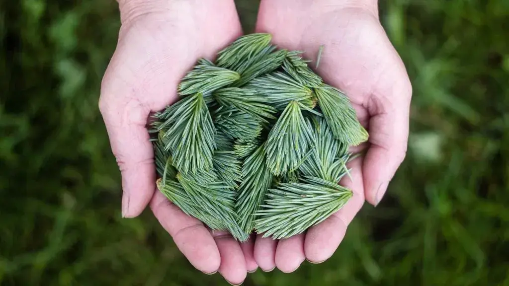Cancerul bucal poate afecta multe zone din gură — de la buze la gume