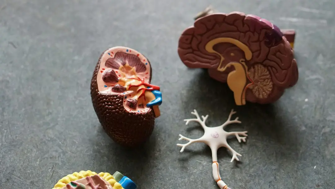 Îndoieli în endocrinologie: interpretarea testelor și suplimentele în psihiatrie